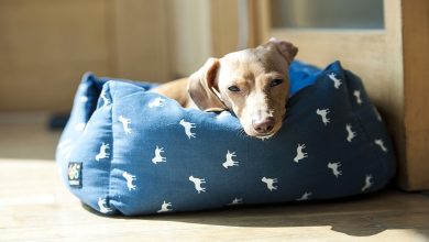Puppy Travel Sickness: All You Need To Know