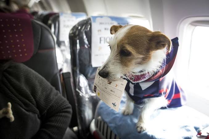Flying with an Anxious Dog? [15 Top Tips!]