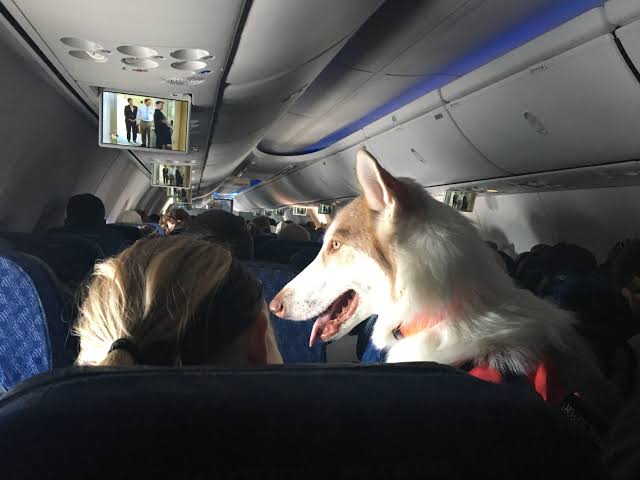 Flying with an Anxious Dog? 