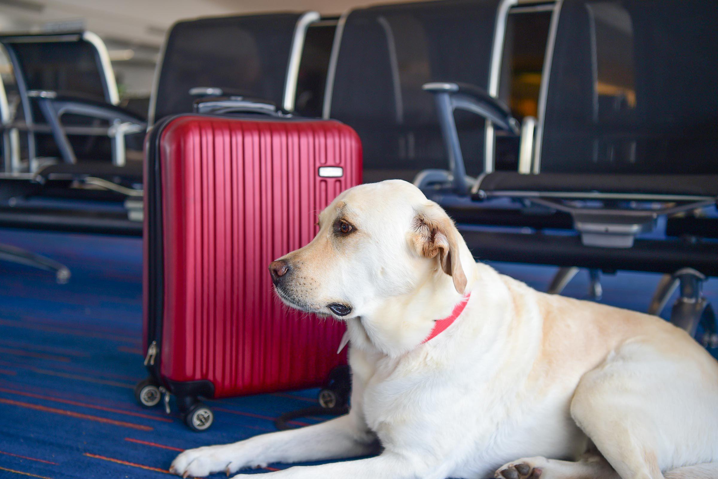 Airlines That Allow Large Dogs In Cabin