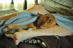 Why Does My Dog Sleep Between My Legs?