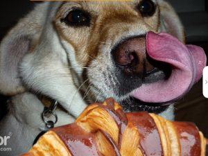 Can Dogs Eat Croissants