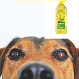 Can Dogs Have Vegetable Oil 