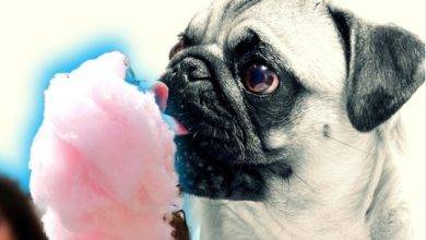 Can Dogs Have Cotton Candy