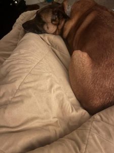 Why Does My Dog Sleep Between My Legs?