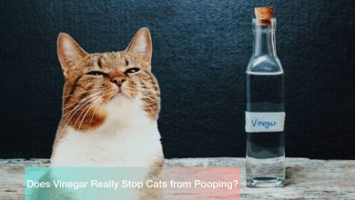 Does Vinegar Really Stop Cats from Pooping?