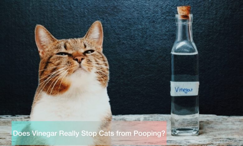Does Vinegar Really Stop Cats from Pooping?