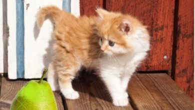 Can Cats Eat Pears? Benefits and Risks Explained