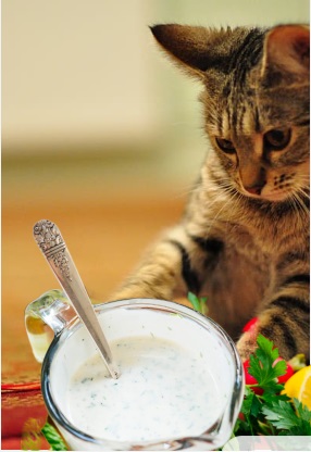 Can Cats Eat Ranch Dressing? Understanding the Risks and Alternatives
