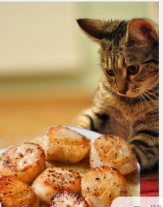 Can Cats Eat Scallops