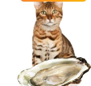 Can Cats Eat Oysters? Nutritional Benefits and Risks