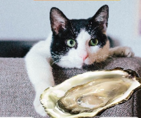Can Cats Eat Oysters? Nutritional Benefits and Risks