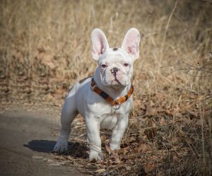 What to Know Before Getting a Teacup French Bulldog.
