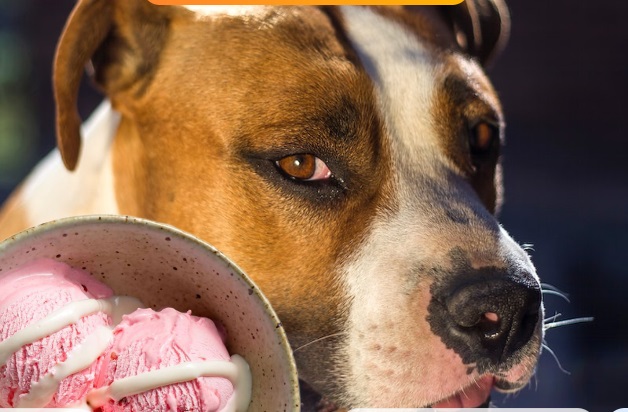 Can Dogs Eat Marshmallows: Risks and Alternatives