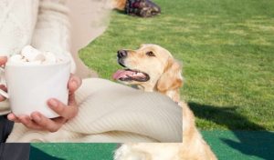 Can Dogs Eat Marshmallows: Risks and Alternatives