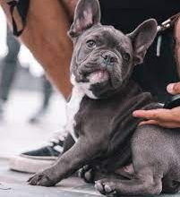 What to Know Before Getting a Teacup French Bulldog.
