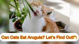 Can Cats Eat Arugula? 