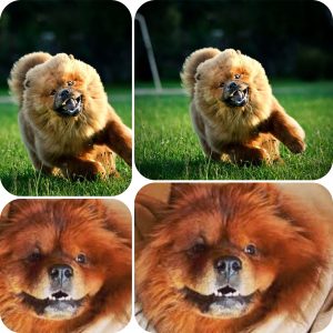 Are Chow Chows Dangerous Dogs?