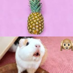 Can Guinea Pigs Eat Pineapple?