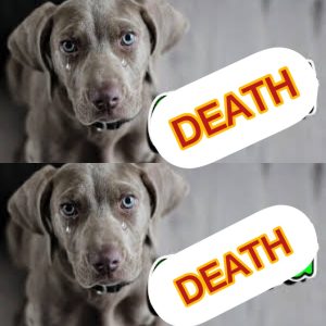 How do Dogs act When they are Close to Death