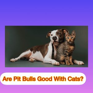 Are Pit Bulls Good With Cats?