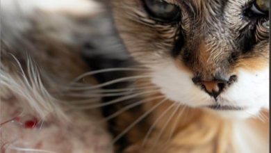 When to Euthanasia Cats with Intestinal Cancer