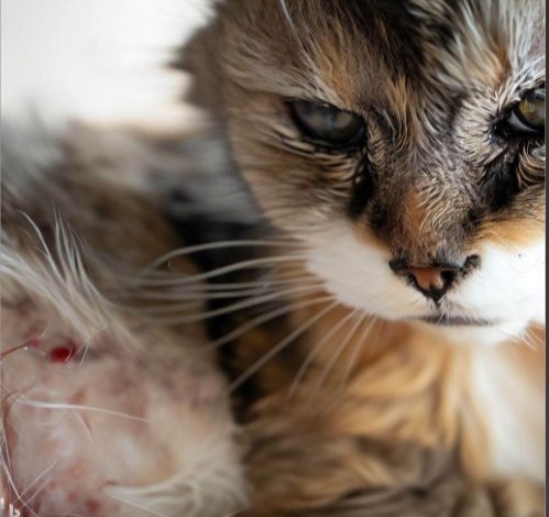 When to Euthanasia Cats with Intestinal Cancer