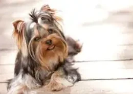 How do I stop my Yorkie from peeing in the house?