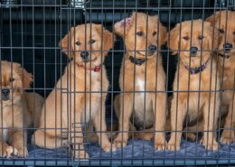 Is it okay not to crate a puppy?